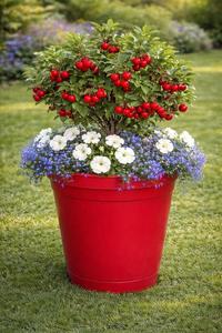 Sat May 2 George Washington Cherry Tree 260502151